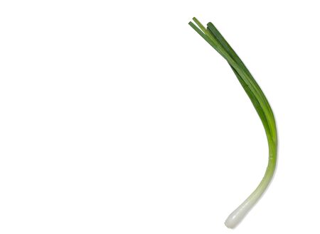 spring onion Isolated on White Backgroundの写真素材