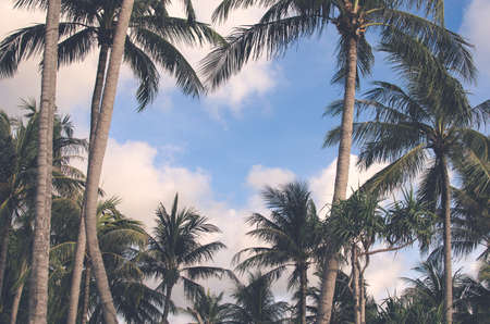 coconut palm trees blue sky.vintage tone.の写真素材