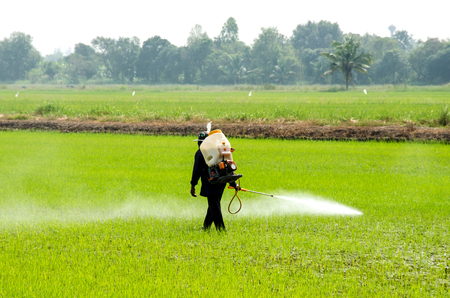 Farmers inject insecticides to prevent insects in rice fields.の写真素材