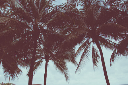 coconut palm trees blue sky.vintage tone.の写真素材