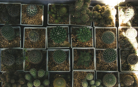 cactus flower in pot. Tone vintage
