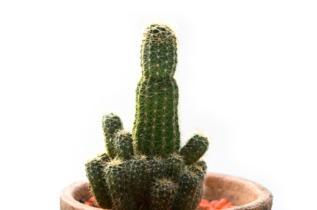 Cactus vintage on the white background.の写真素材