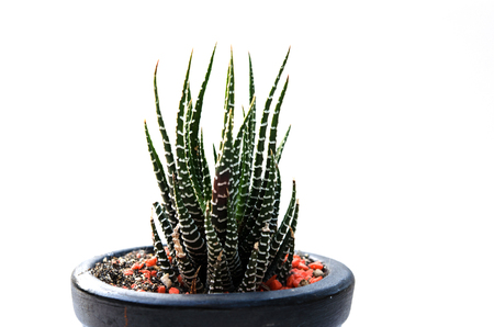 Cactus vintage on the white background.の写真素材