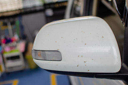 Insect stuck on the side glass dirty car.の写真素材
