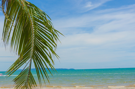 Beautiful palm trees and sea and sky.の写真素材