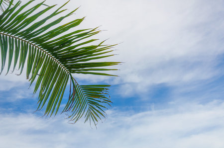 coconut palm tree on sky background.