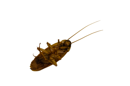 cockroach isolated on the white background.の写真素材