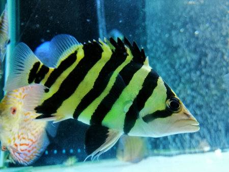 Tiger fish in the aquarium.
