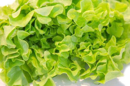 Green oak salad vegetable on the white background.の写真素材