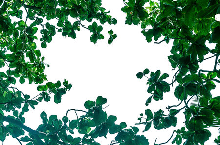 Green leaves on a white background