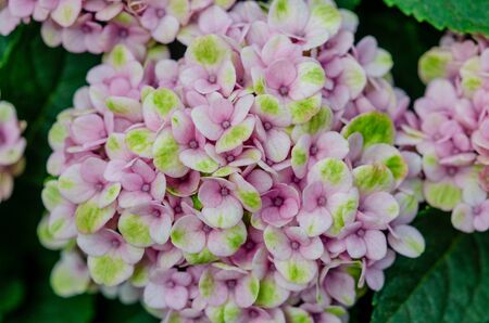 Pink hydrangea blooming flower in garden.の写真素材