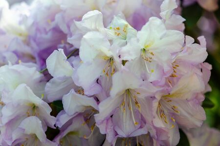 Blooming purple rhododendron flowers in a gardenの写真素材