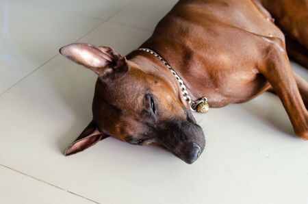 Thailand Ridgeback dog breed brunette lying on the floor of the House.の写真素材