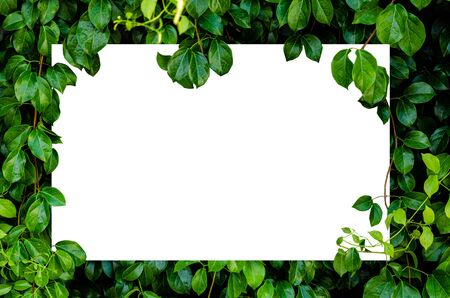 Speech box with Green leaves background.
Greeting card, white background surrunding Green leaves.Paper Card Mockup on a Green Leaves.の写真素材