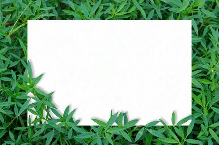 Paper Card Mockup on Green Leafs in garden background.の写真素材