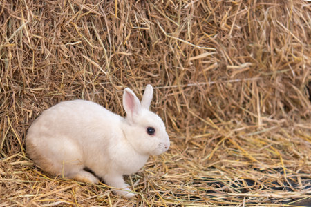 little rabbit on the hayの写真素材