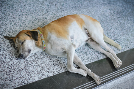 Dog Sleeping on Floorの写真素材