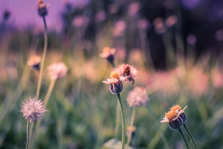 Abstract background blurted and flower grass, field sunlight and rim light.の写真素材