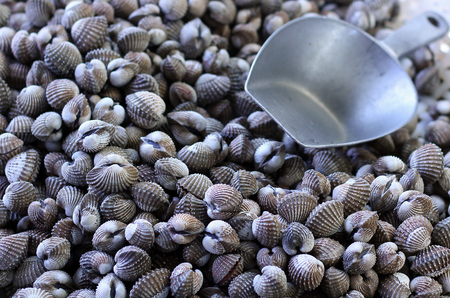 Blood cockle , shell seafood for tropical.の写真素材