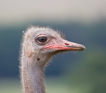 Closeup Portrait of an Ostrichの写真素材