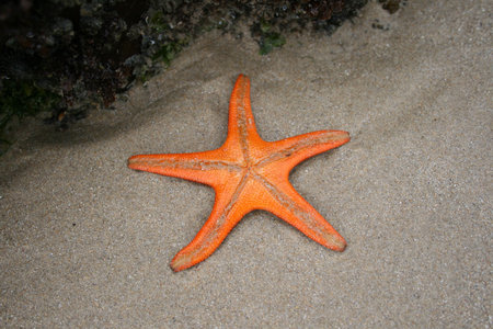 Starfish