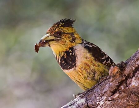Crested Barbet with insectの写真素材