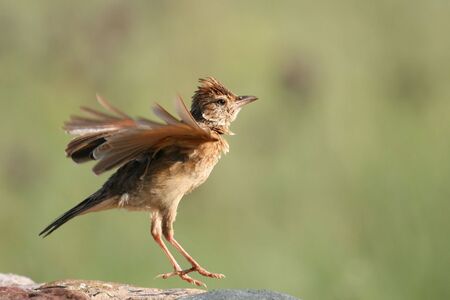 Rufus Naped Larkの写真素材
