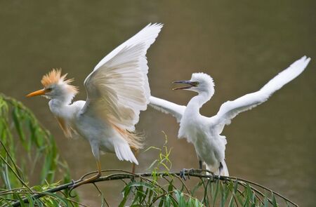 Cattle Egret with Chickの写真素材