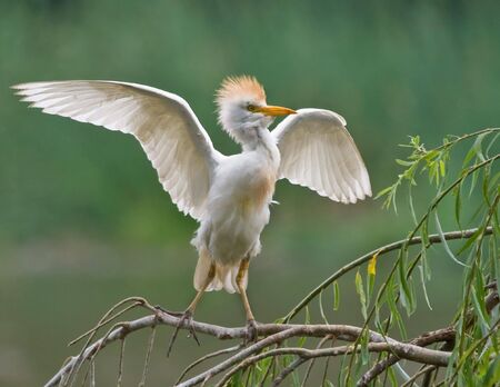 Cattle Egretの写真素材