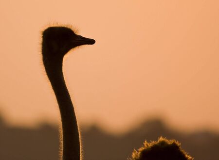 Ostrich silluette at sunsetの写真素材