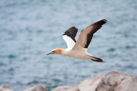 Cape Gannet flying close to the seaの写真素材