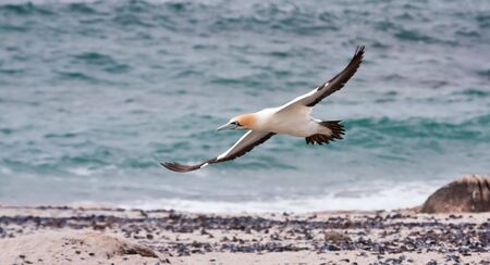 Cape Gannet flying close to the seaの写真素材