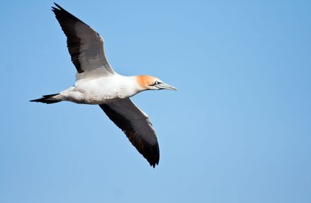 Cape Gannet flying against the blue skyの写真素材
