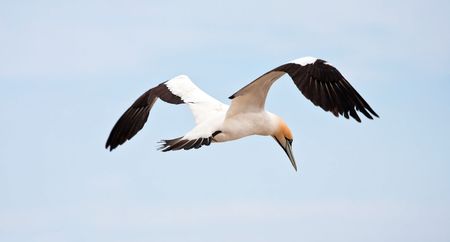Cape Gannet looking for his nest to landの写真素材