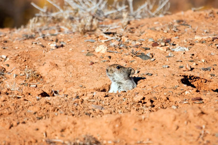 Mouse hiding in is hole in the desert