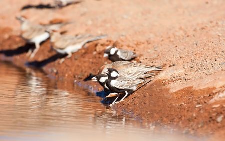 Thirsty Grey-backed Sparrow-larks drinking water in the Kalahari desertの写真素材
