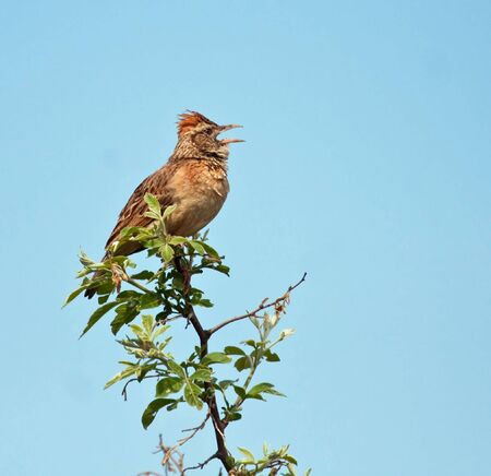 Rufous-Naped Lark sitting and calling from a branchの写真素材