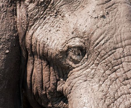 African Elephant head closeup covered with mudの写真素材