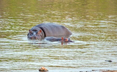 Hippo cow and calf swimming in a green dam, standing upの写真素材