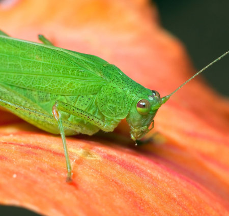 Macro of a green grasshopper on a orange flower