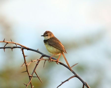 Black Chested Prinia sitting on thorn branches against a blue skyの写真素材