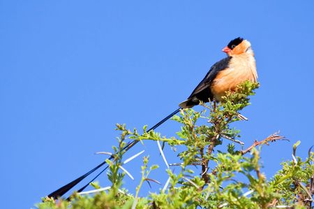 Pin-tailed whydah sitting on a thorn tree in the sun against a bright blue skyの写真素材