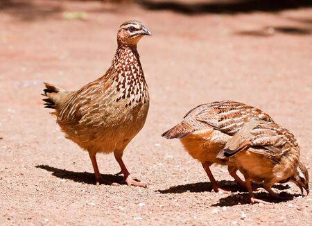 Family of Crested Francolin looking for food on the ground in the sunshineの写真素材