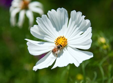 Bee looking for pollen and nectar on white flowerの写真素材