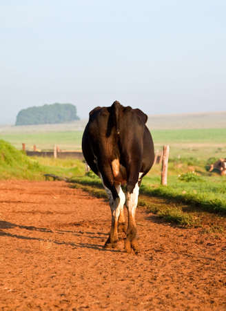 Cow walking to fields after being milkedの写真素材