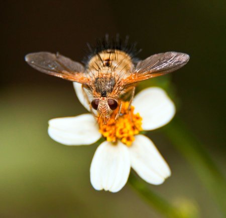 Hairy flying bug on a white and yellow flower
