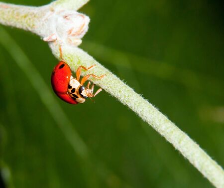 Macro of a ladybird walking on a green stemの写真素材