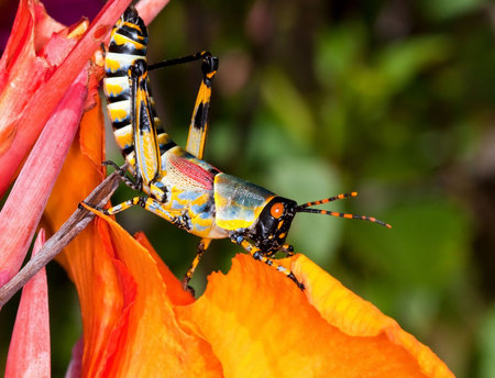 Colorful grasshopper sitting on a beautiful orange flowerの写真素材