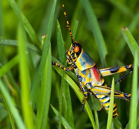 Macro of a bright coloured grasshopper sitting on grassの写真素材