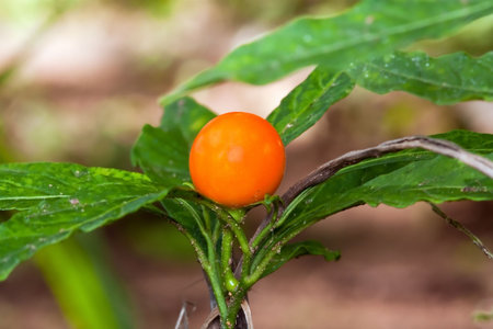 Closeup of a poisonous berry with green leavesの写真素材